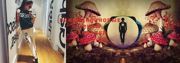 PSILOCYBIN Арсеньев